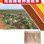 浅谈黄梨种植技术