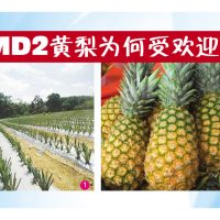 MD2黄梨为何受欢迎?