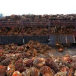 Johari ：马来西亚将与埃及合作扩大对非洲的棕榈油出口