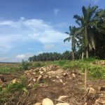 马来西亚油棕协会(MPOA)表示沙巴迫切需要翻种油棕老树