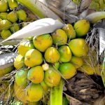 MARDI 推介四种杂交椰子