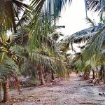 需要设立椰子局吗?