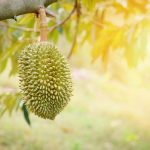 当前的热流严重影响泰国榴莲质量