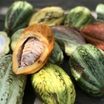 可可豆价格大好，种植风气有望提升