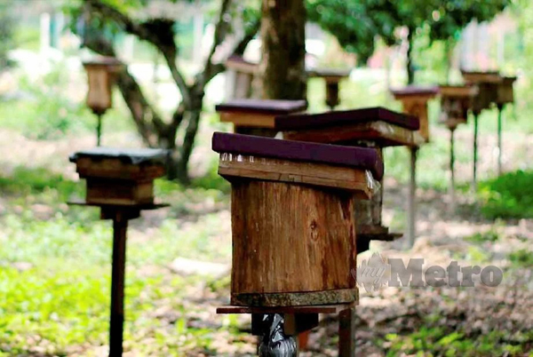 Read more about the article 活跃人士拯救蜜蜂活动