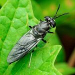 黑水虻肥料的农业效益