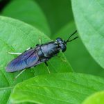 学者敦促政府投资黑水虻研发设备