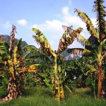 转基因香蕉，有效对抗香蕉“癌症”，有望成功研发