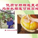 优质甘榜榴莲更名为有机榴莲可提高地位