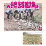 高密度黄梨种植,吉打州农业局的经验