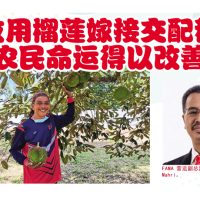 改用榴莲嫁接交配种农民命运得以改善