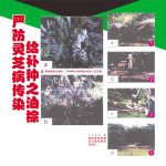 严防灵芝病传染给补种之油棕