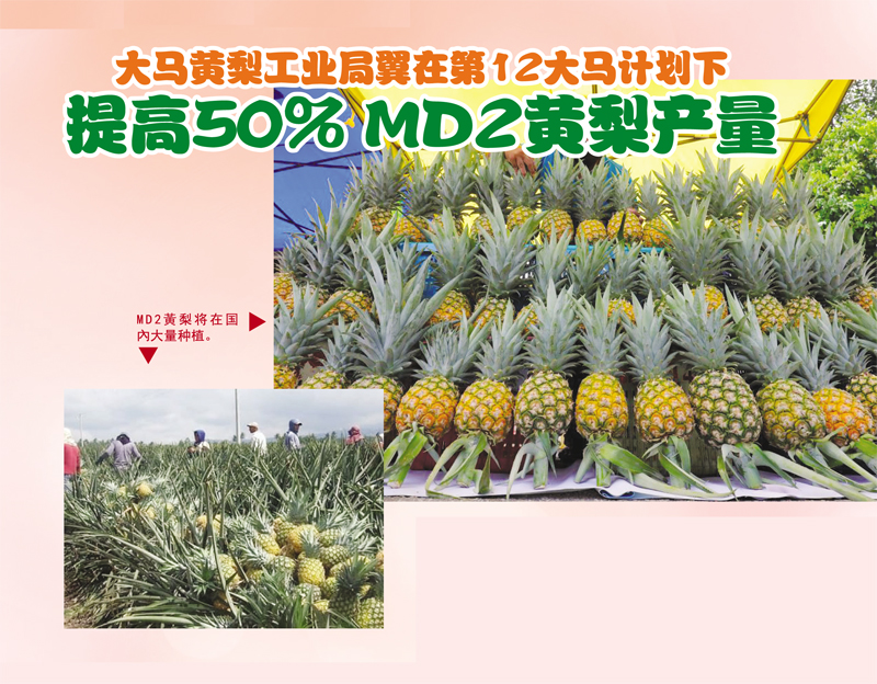Read more about the article 大马黄梨工业局翼在第12大马计划下提高50%MD2黄梨产量