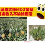 以此模式种MD2黄梨每亩收入不输给榴莲