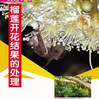 榴莲开花结果的处理