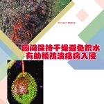 园间保持干燥避免积水有助预防溃疡病入侵