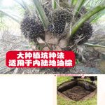 大种植坑种法适用于内陆地油棕