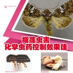 榴莲虫害,化学虫药控制效果佳