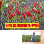 世界顶级辣椒生产国