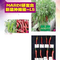 MARDI研发出新品种辣椒-L5