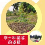 堆土种榴莲的逻辑