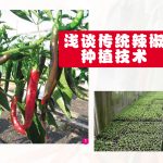 浅谈传统辣椒种植技术