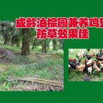 成龄油棕园兼养鸡只防草效果佳