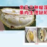 常见巨种榴莲果肉生理缺陷