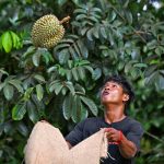 榴莲从泰国果园到中国市场的旅程