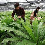 龙南:台湾“山苏花”开“致富花”