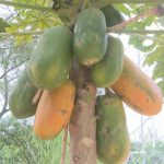 新品种！它成了农户致富“香饽饽”