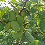 湖北长阳:木瓜成为致富瓜