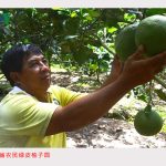 农民种植绿皮柚子年收入十多亿越盾