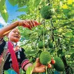 临沧镇康：仁和村牛油果成了“致富果”