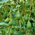 种致富牛油果,结不解之缘