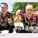 返乡创业养龙虾带领乡亲共致富