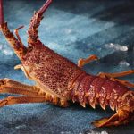 台湾专家守护 福建龙岩“水乡渔村”养澳洲龙虾致富