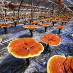 灵芝里的致富经