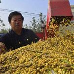 大豆变“金豆”,黑土地上的致富经