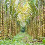 受泰国、印度出口禁令影响,MSM 考虑种植甘蔗