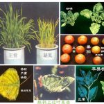 土壤pH与养分有效性