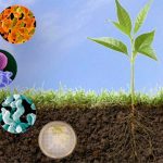 改善土壤微生物群提高作物抗病率