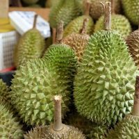迟来的春天终就到来，大马新鲜榴莲现可出口到中国