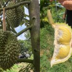 海南榴莲的崛起给泰国种植者和出口商敲响警钟