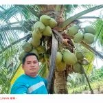 经认证的椰子贸易商推荐五种最受欢迎的菲律宾椰子品种