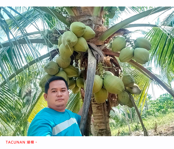 Read more about the article 经认证的椰子贸易商推荐五种最受欢迎的菲律宾椰子品种