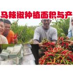 大马辣椒种植面积与产量