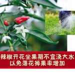 辣椒开花坐果期不宜浇大水以免落花掉果率增加