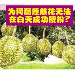 为何榴莲雌花无法在白天成功授粉？