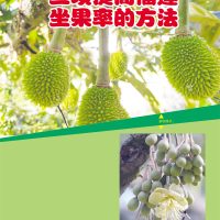 三项提高榴莲坐果率的方法